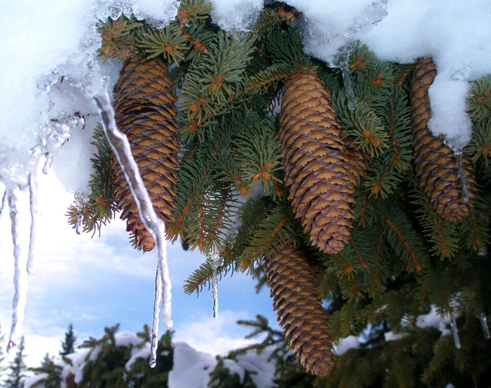 Nature frozen winter magic