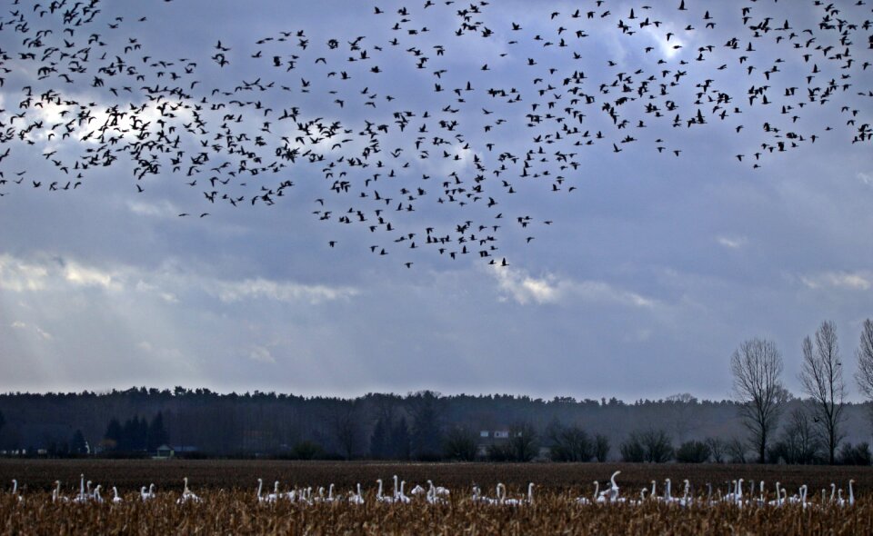 Swarm bird landscape