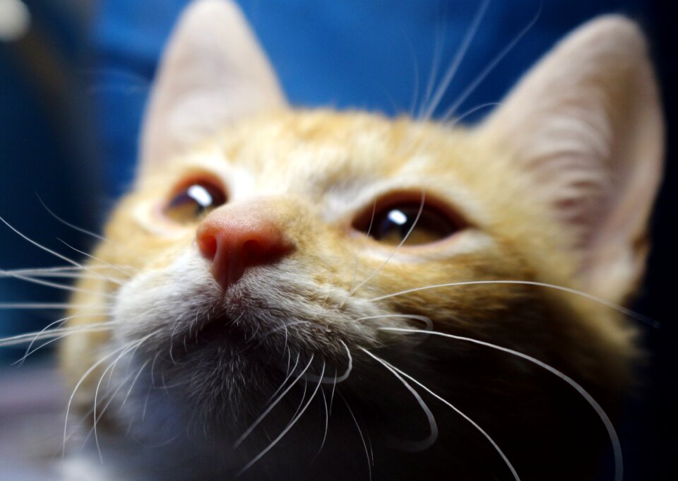 Cat face kitten tiger cat