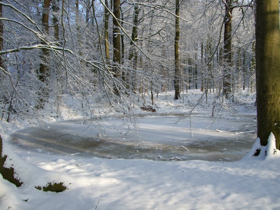 Winter forest dutch landscape