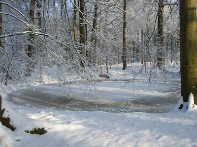 Winter forest dutch landscape