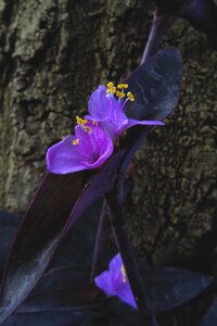Mexican dreimasterblume violet purple