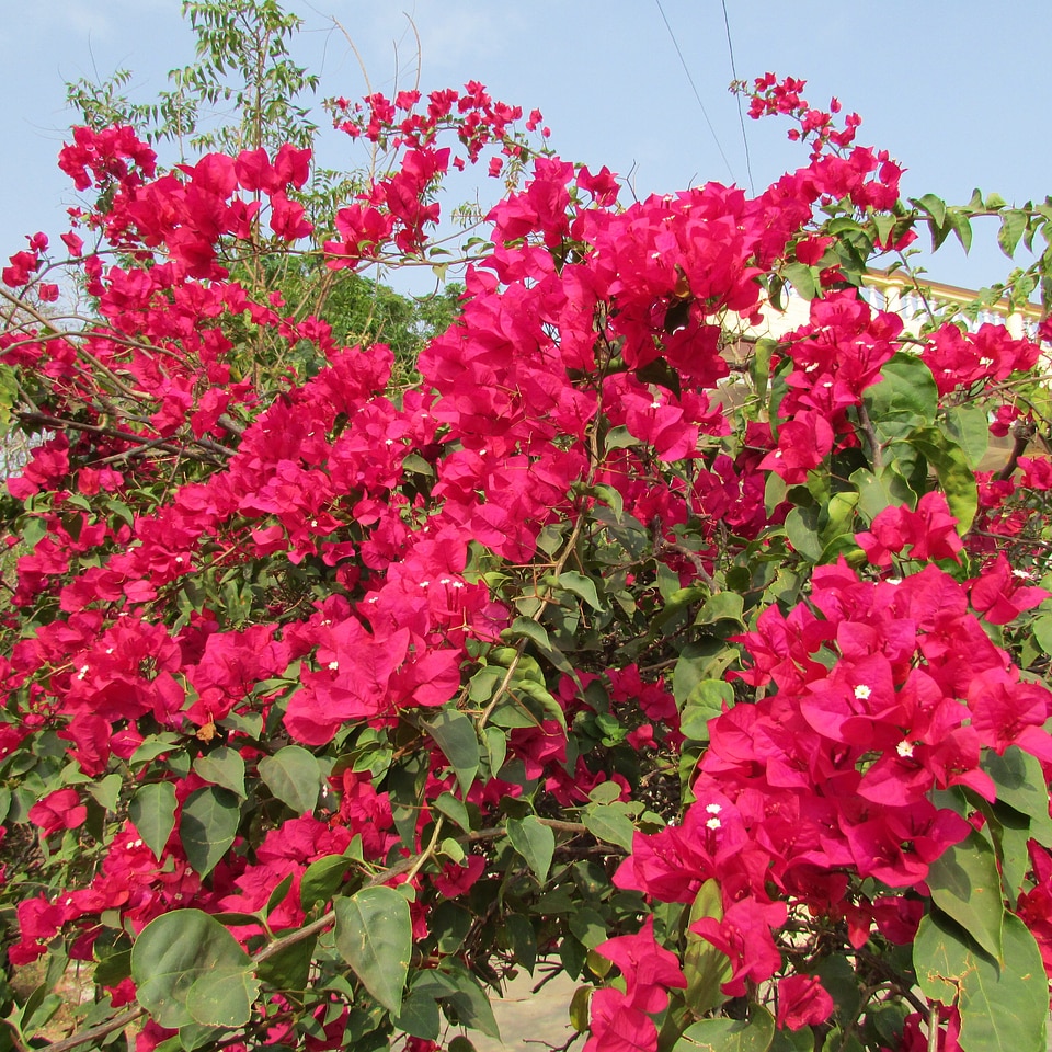 Spring floral blossom