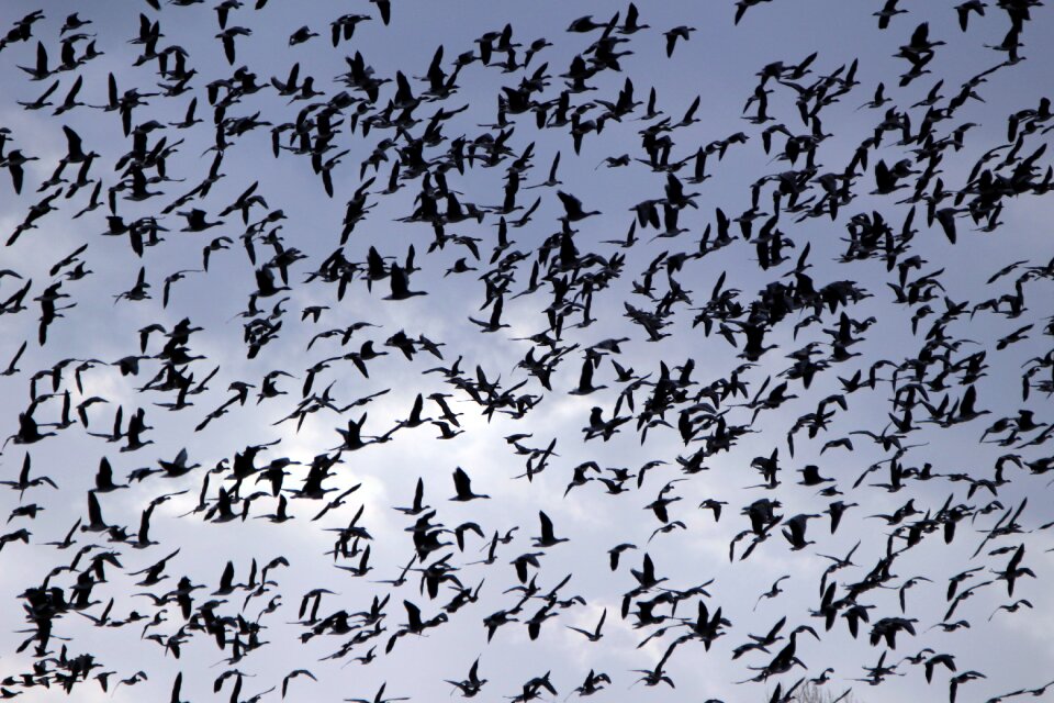 Birds swarm migratory birds