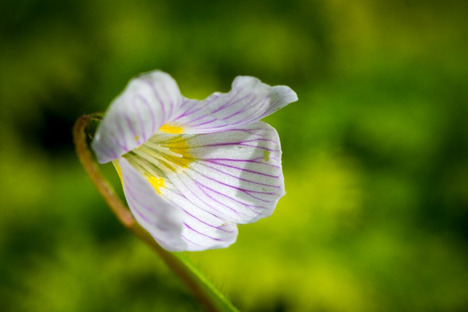 Nature plant close up