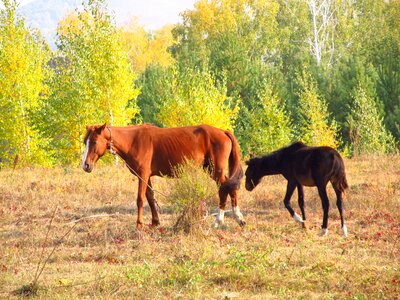 Horse foal autumn