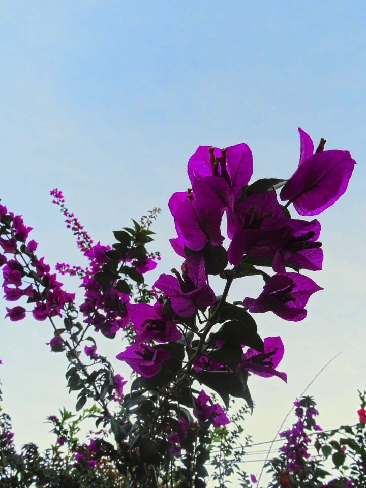 Summer four o'clock plant flora