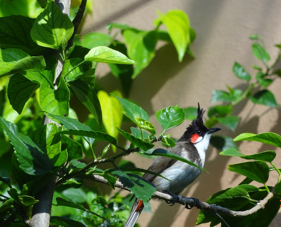 Feather wildlife beak