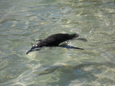 Boulders beach south africa vacations