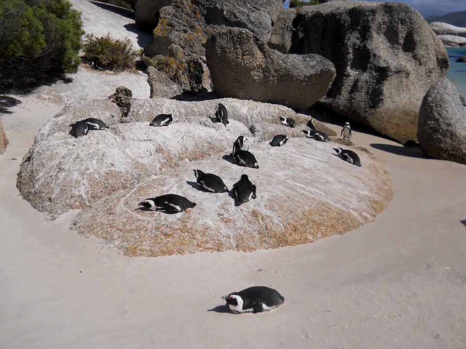 Boulders beach birds south africa