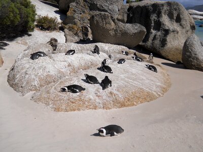 Boulders beach birds south africa