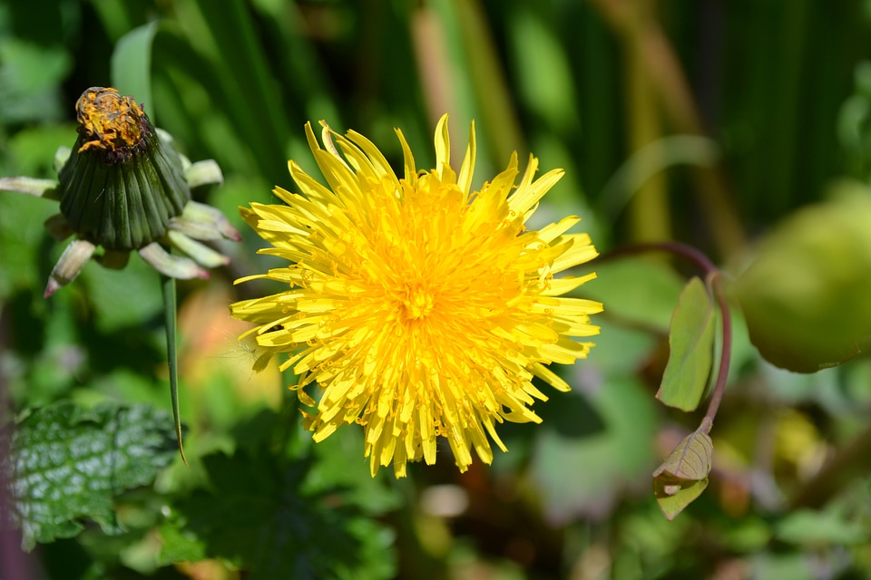 Nature meadow lawn