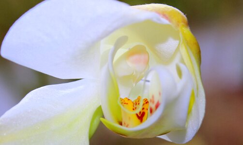 Blossom bloom white yellow