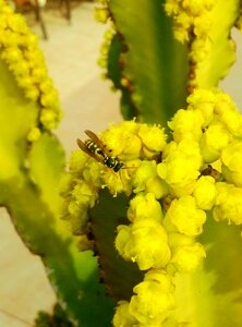 Insect pollination flowers photo