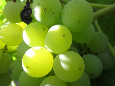 Light ripe fruit