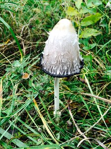Forest mushrooms fall wood
