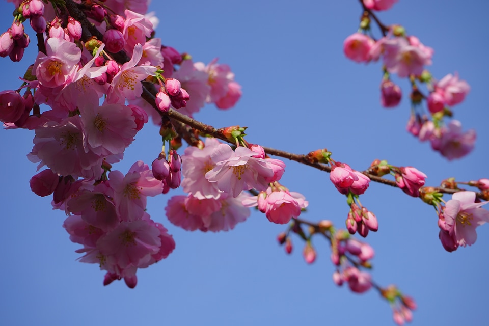 Branch japanese flowering cherry ornamental cherry