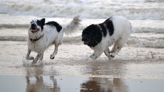 Newfoundland newfie sea photo