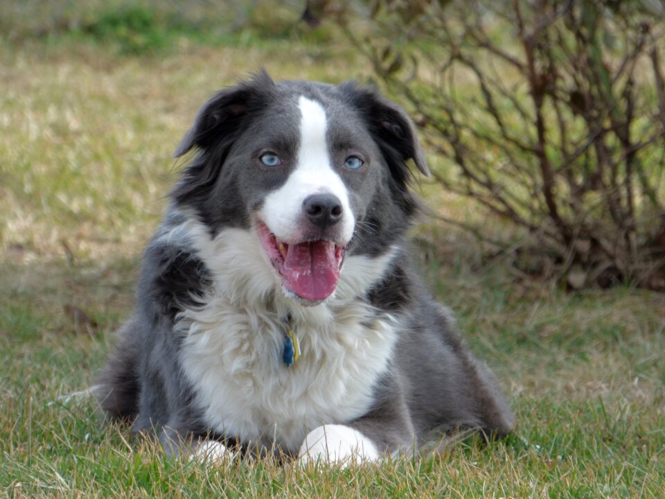 Collie dog australian