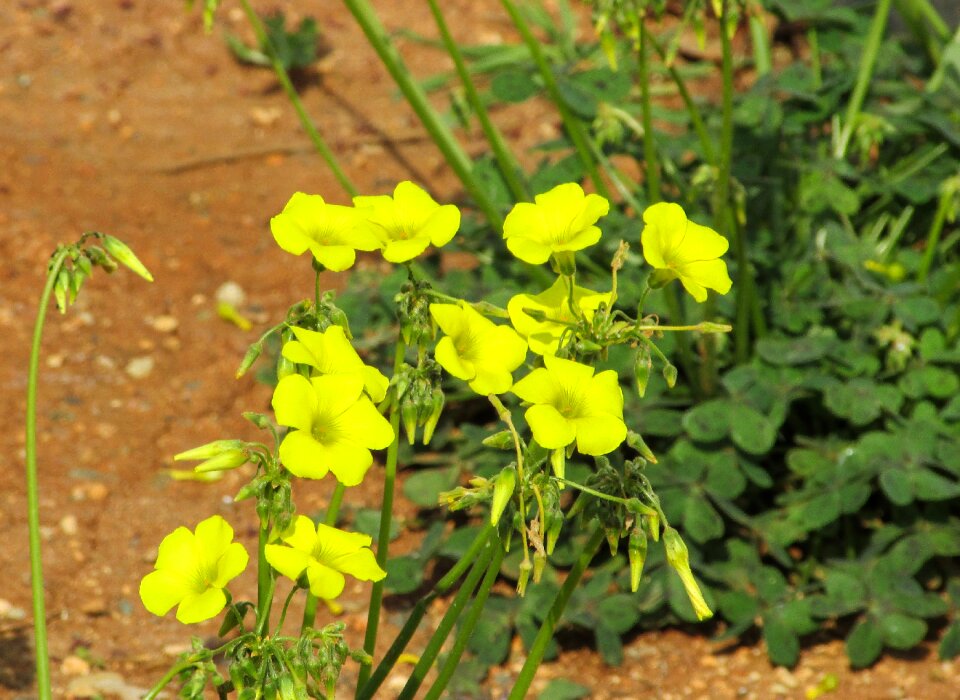 Wild flora nature