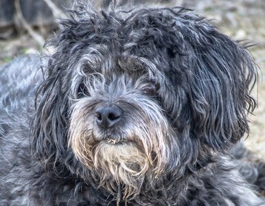 Poodle buchón look