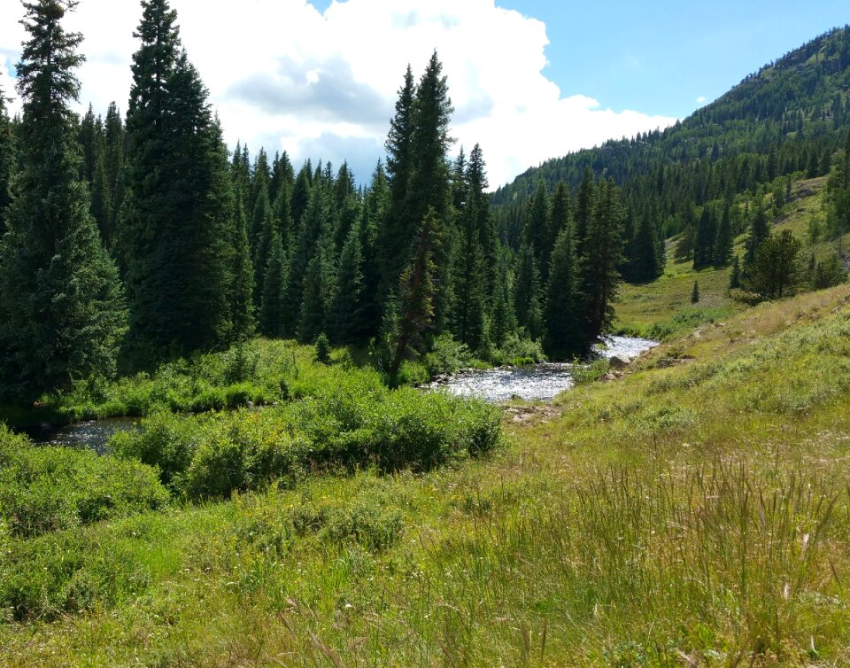 Forest green stream