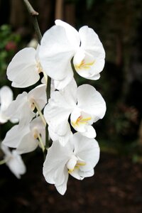 Tropical nature blossom