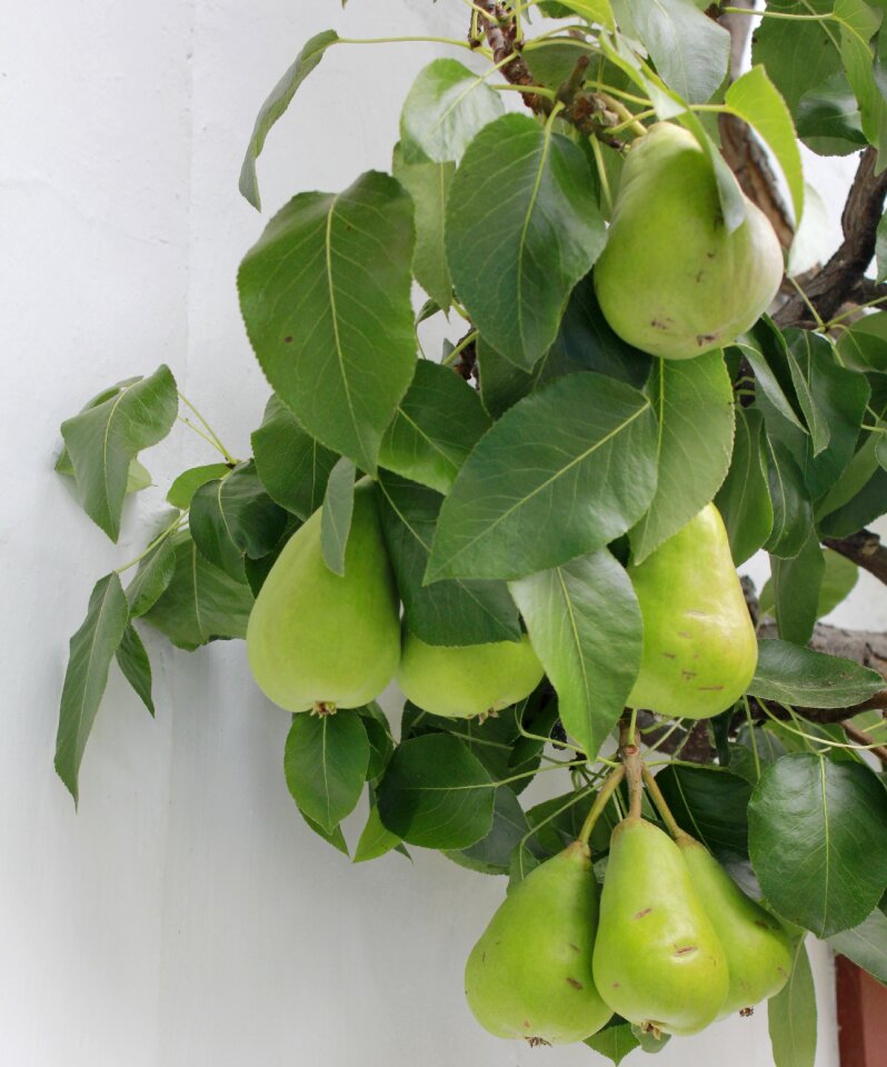 Fruit tree espalier tree pome fruit