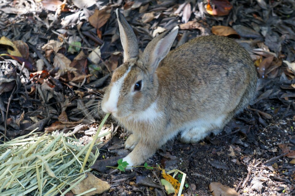 Hiroshima wild small animals
