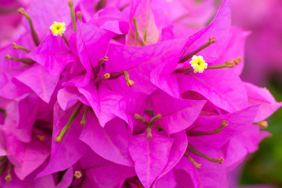 Nature macro natural