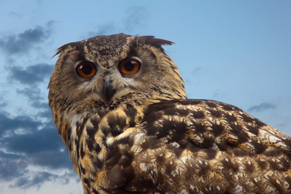 Long eared owl eyes eagle owl