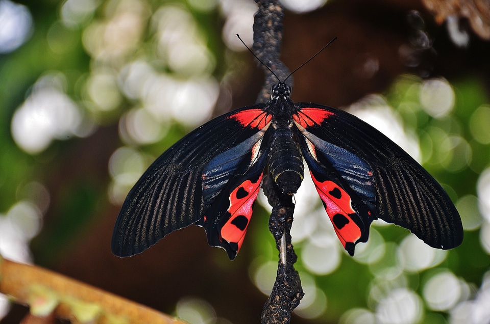 Swallowtail butterflies papilionidae papilio