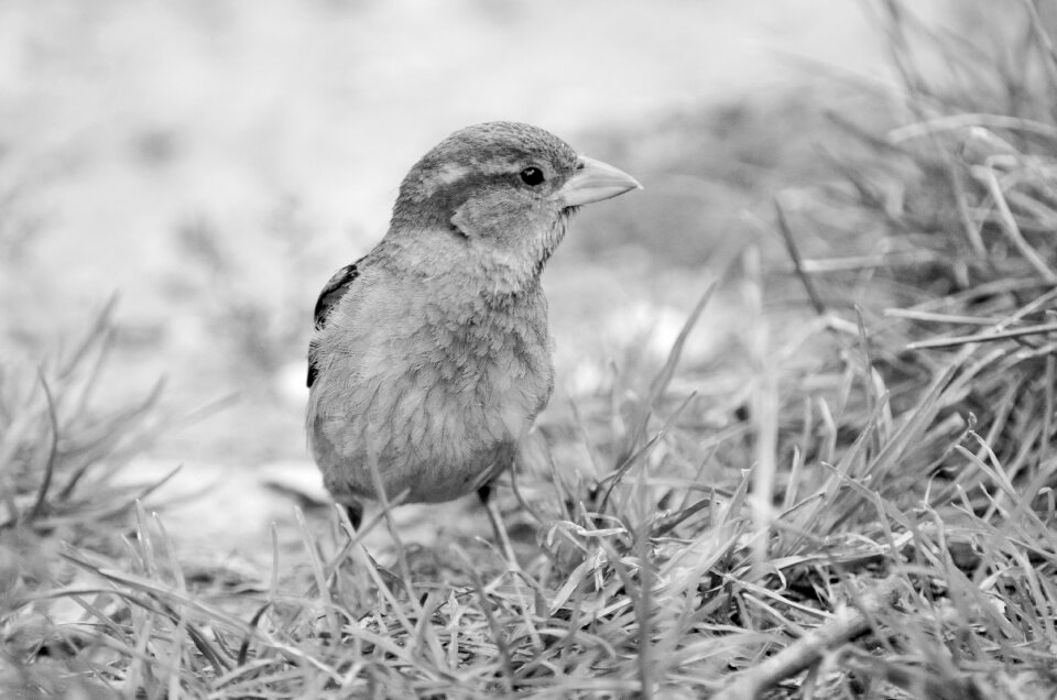 Tree nature bird