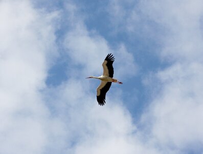 Stork sky clouds photo