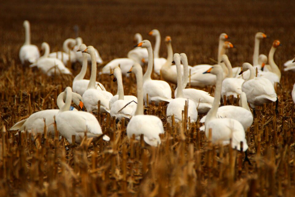 Migratory bird swans birds