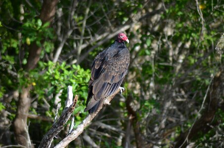 Animal feathers griffon vulture photo