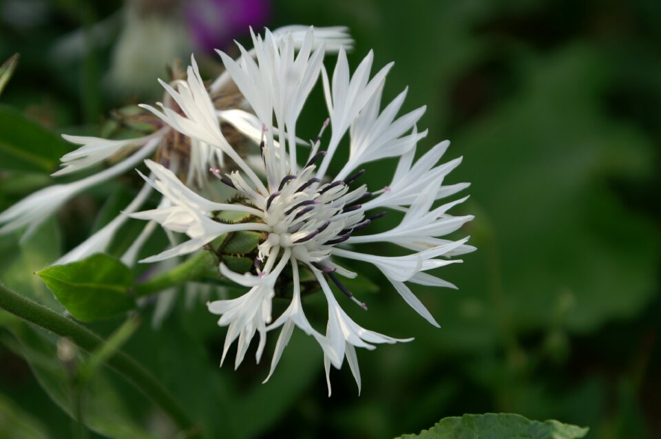 Pistil pollen white flowers