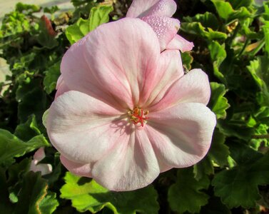 Protaras garden pansies