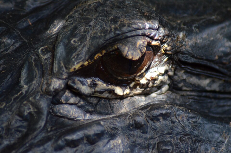 Animal florida nature