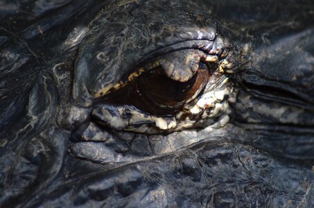 Animal florida nature