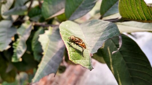 Honey bee insect photo