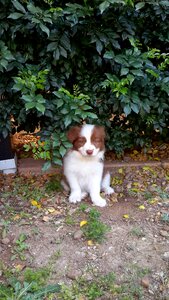 Collie dog animal photo