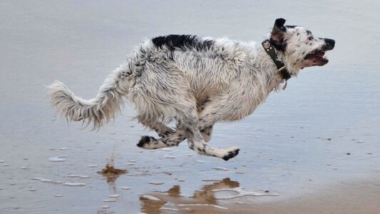 Stabijna wetterhoun dog