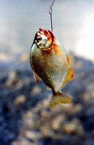 Predator predatory fish tooth photo