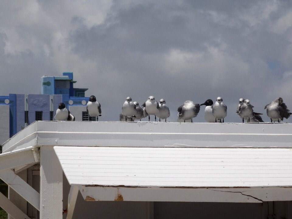 Seagull beach miami