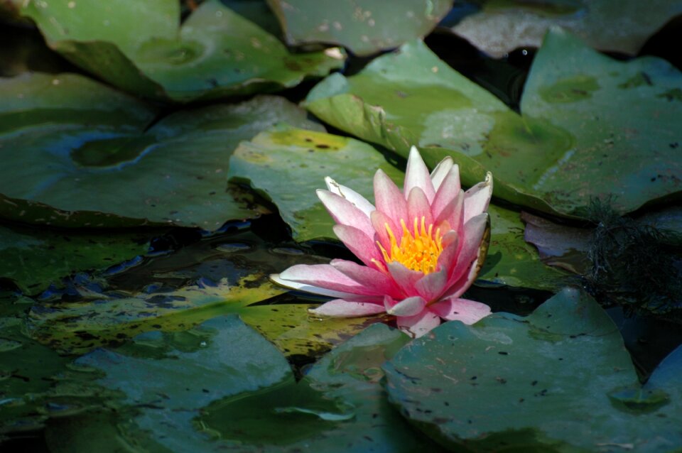 Water lily aquatic plant nature