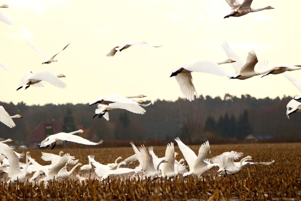 Migratory bird swans birds