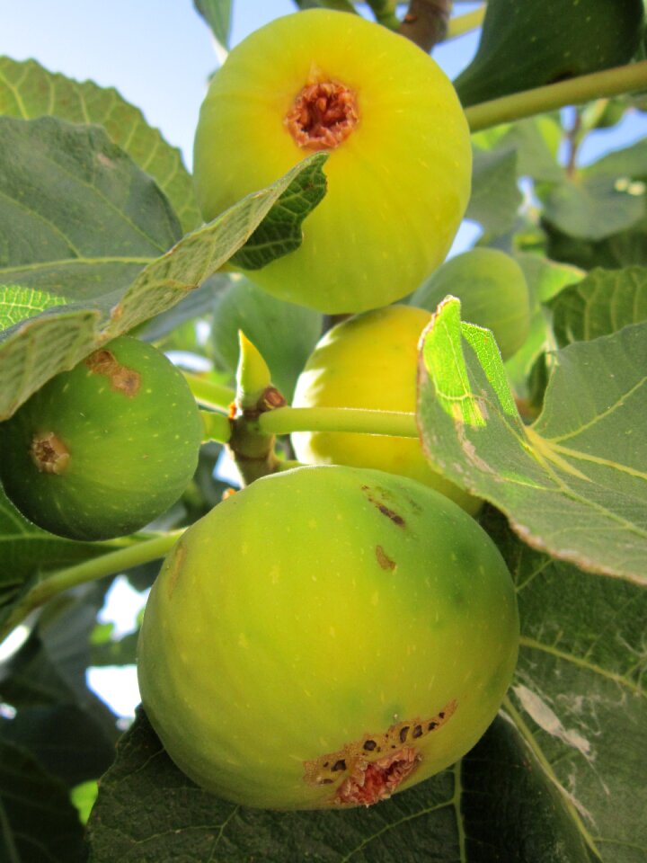 Fruits green eat