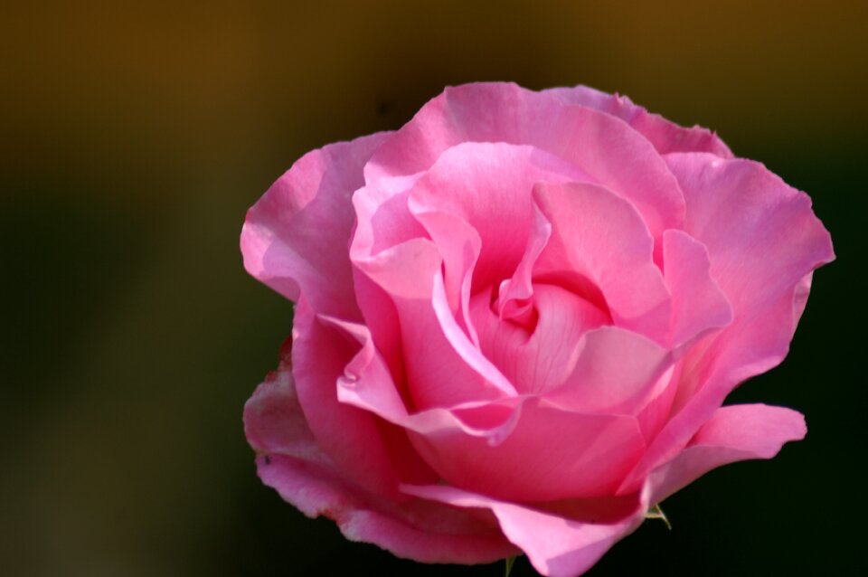 Garden nature rosebush