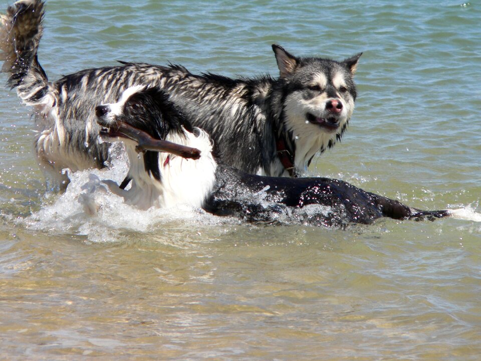 Pet outdoors